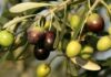 Médenine : Démarrage de l’opération de réception de l’huile d’olive auprès des agriculteurs