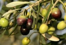 Médenine : Démarrage de l’opération de réception de l’huile d’olive auprès des agriculteurs