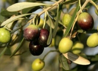 Médenine : Démarrage de l’opération de réception de l’huile d’olive auprès des agriculteurs