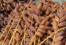 Les exportations des dattes tunisiennes progresse de 21,4% en termes de valeur