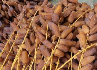 La récolte des dattes pour la saison 2025/2026 estimée à 404 mille tonnes