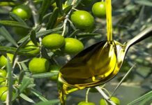 Production Olives biologiques : La Tunisie première à l’échelle mondiale