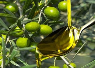 Production Olives biologiques : La Tunisie première à l’échelle mondiale