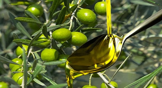 Production Olives biologiques