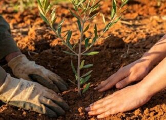 Nabeul : Le projet de reboisement de 40 000 arbres franchit une étape décisive
